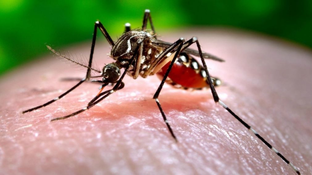 La provincia de Santa Fe sufre una epidemia de dengue, que ya provocó varias muertes.