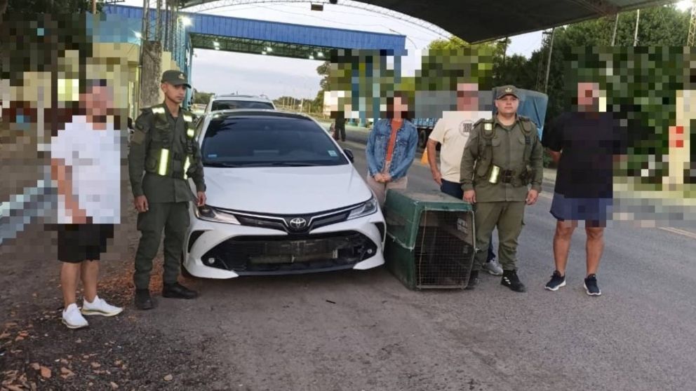 Viajaba con un mono carayá oculto en el paragolpes del auto