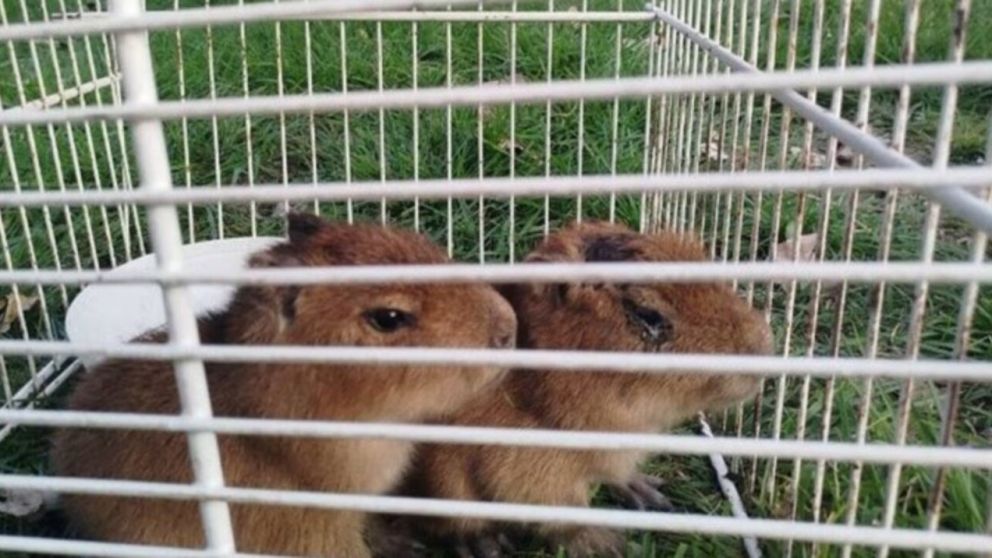 Los animales estaban en mal estado de salud (Policía de Santa Fe).