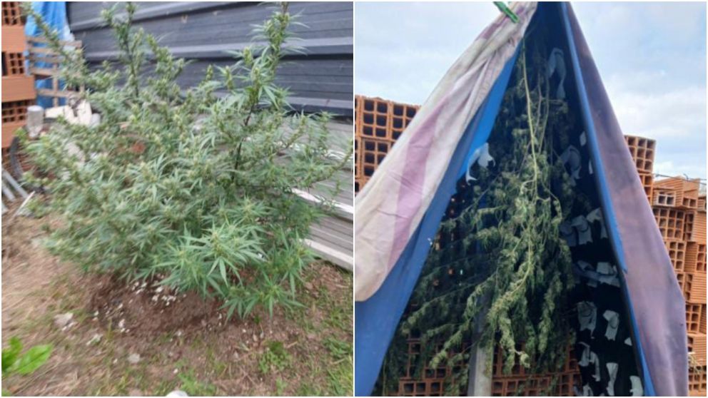 La marihuana incautada en poder de las autoridades.