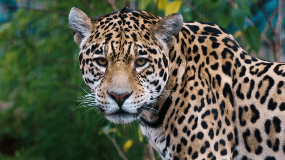 Un hombre fue detenido tras intentar vender el cráneo de un yaguareté (Imagen Pixabay).