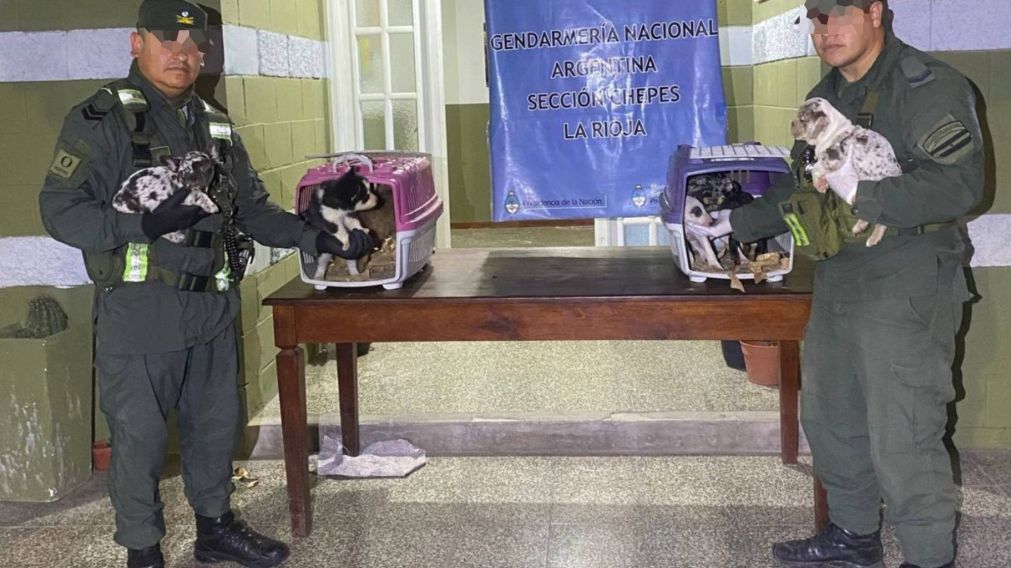 ¡VIDEO! No al maltrato animal: rescataron 8 cachorros y detuvieron a un hombre