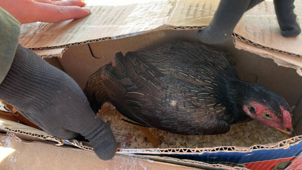No al maltrato animal: así rescataron a gallos de riña en San Juan