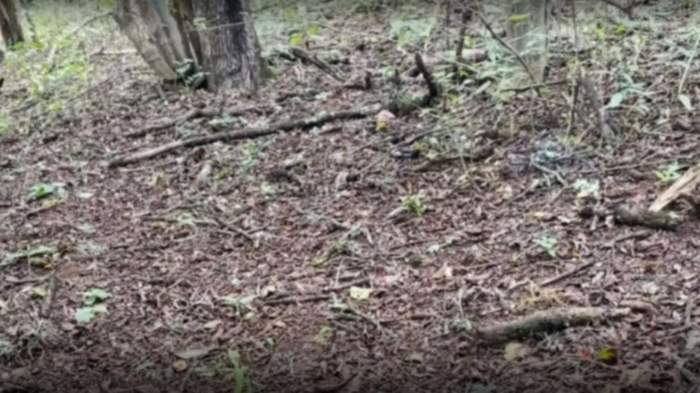 Los restos hallados en Salta (Gentileza Qué pasa Salta).