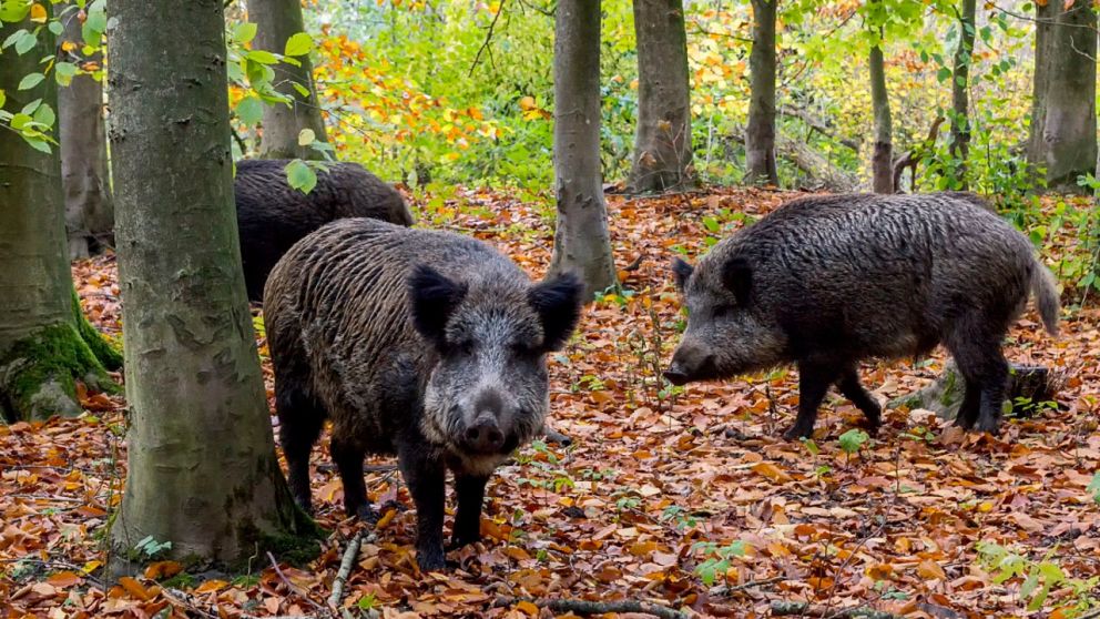 El "jabalí europeo" está causando problemas en territorio bonaerense (Imagen ilustrativa).
