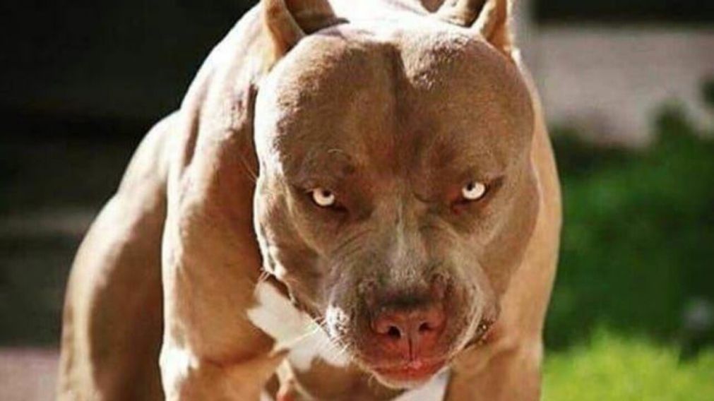 El ataque del pitbull se produjo en la ciudad de Santa Fe (Imagen ilustrativa).
