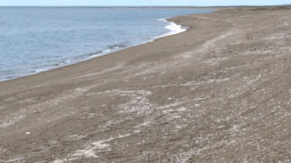 Ocurrió en la costa de Puerto Lobos, en Chubut (Gentileza La Opinión Austral).