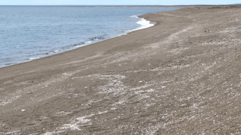 Ocurri� en la costa de Puerto Lobos, en Chubut (Gentileza La Opini�n Austral).