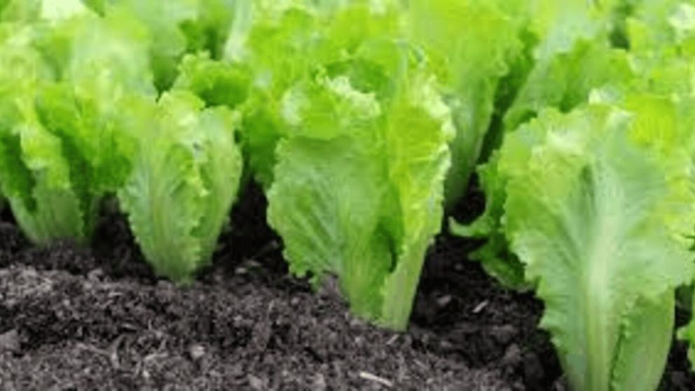 Las mejores especies para plantar en otoño en tu huerta.