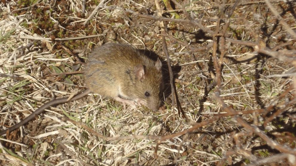 Murió un hombre de 38 años por hantavirus en la localidad neuquina de San Martín de los Andes (Imagen ilustrativa).