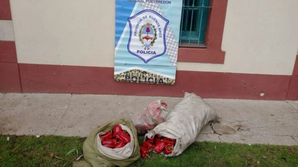 Los morrones robados valuados en 100 mil pesos.
