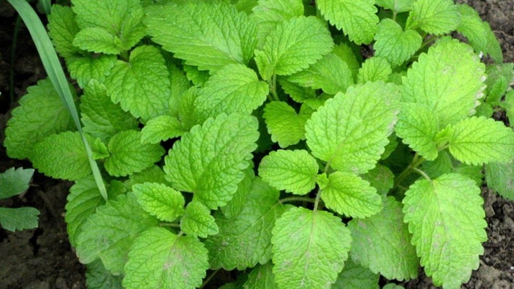 Chau dolor de panza: la planta que mejora la salud del hígado y previene la cirrosis hepática.