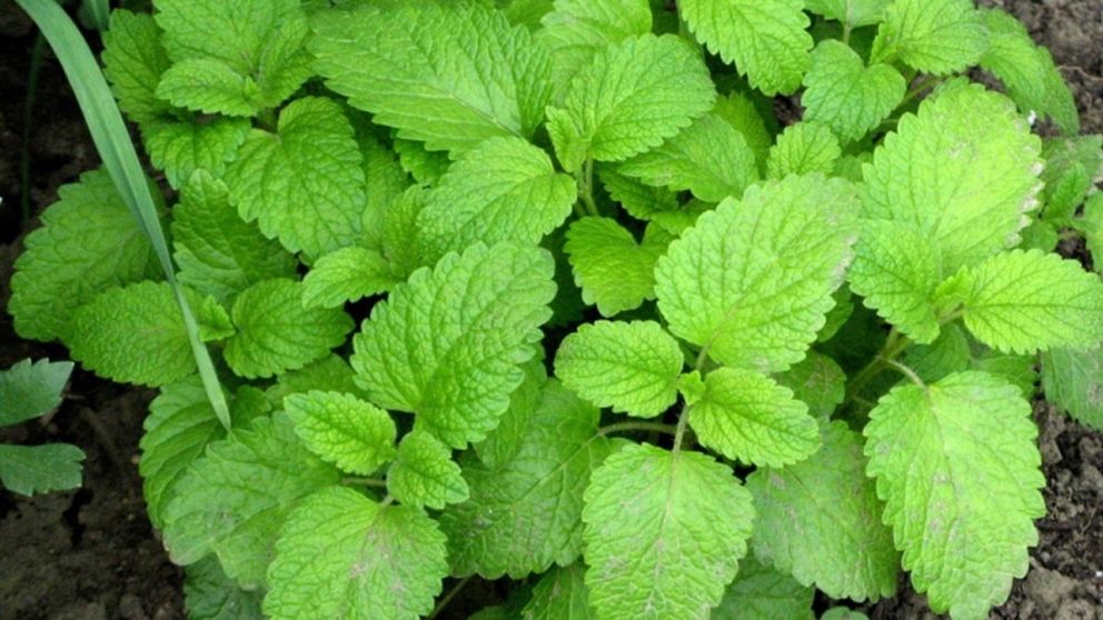 Chau dolor de panza: la planta que mejora la salud del hígado y previene la cirrosis hepática.