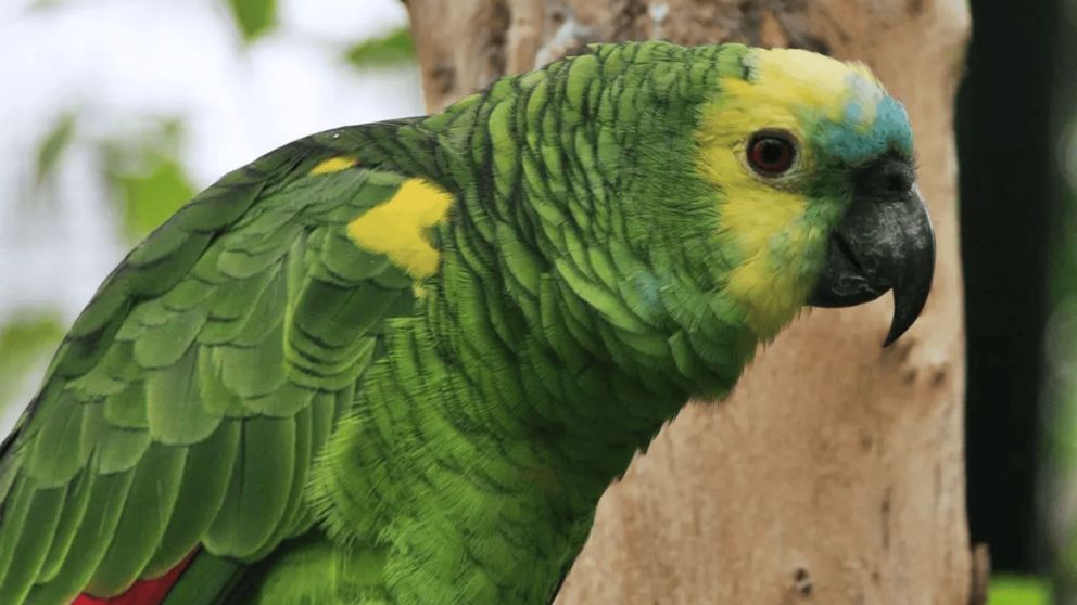 Entraron a robar a la casa de un jubilado y se llevaron a su loro.