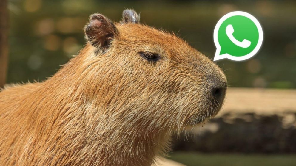 Cuáles son las funciones que ofrece el modo Capibara en WhatsApp.