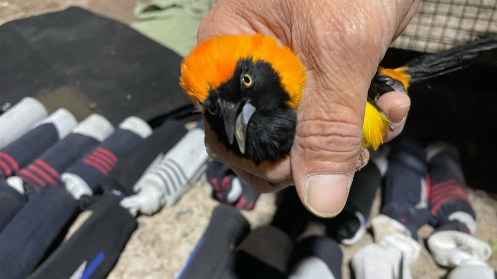 ¡VIDEOS! Así "paseaba" en auto transportando ilegalmente aves