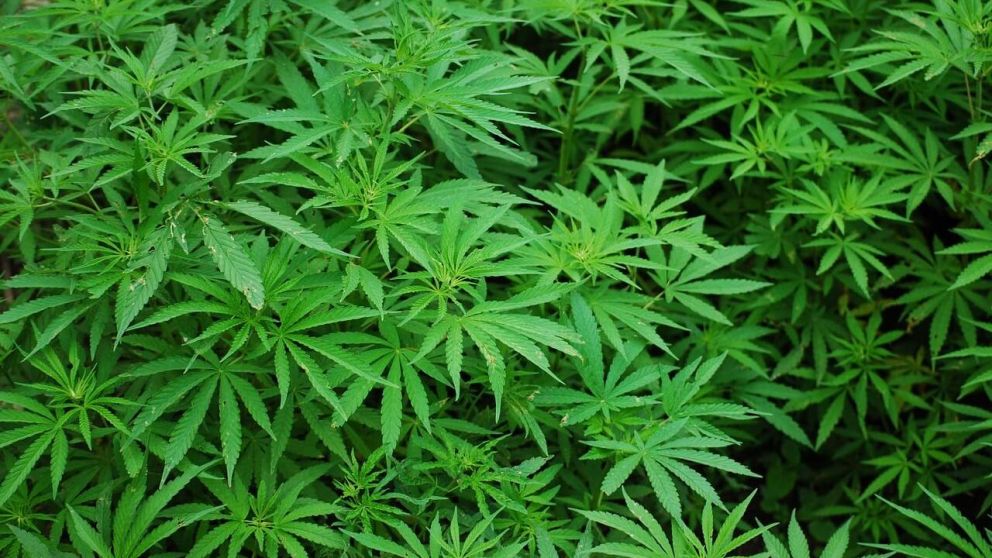 Aumentó el uso de cannabis a nivel medicinal (Imagen ilustrativa).