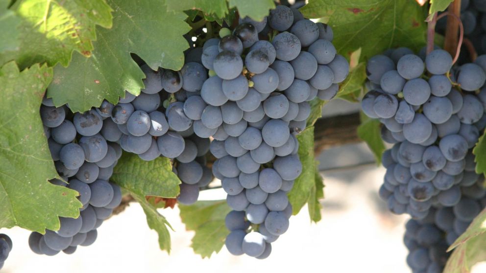 Malbec, un varietal franc�s con acento argentino (Imagen ilustrativa).