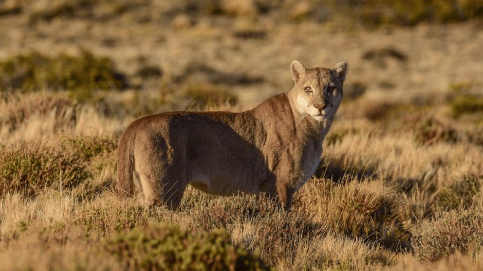 Multaron a un hombre por matar aun puma.