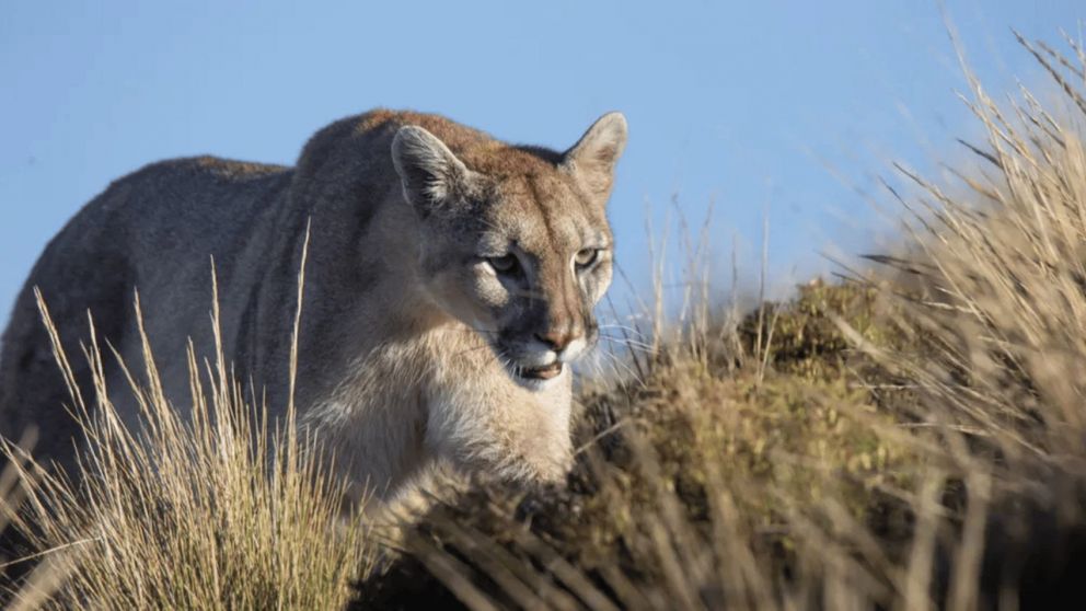 Un hombre mat� a palazos a un puma y fue denunciado en Jujuy (Imagen ilustrativa /Instagram @cuyo.birding.3).