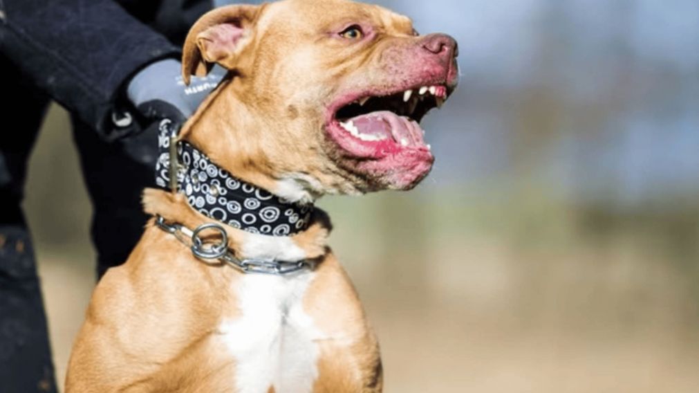 Fue atacada por el pitbull de su vecina y está grave