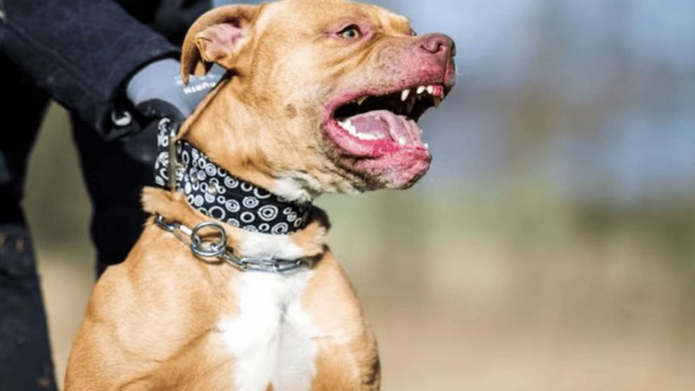 Un pitbull mordió y mató a una beba frente a la familia.(Imagen ilustrativa).