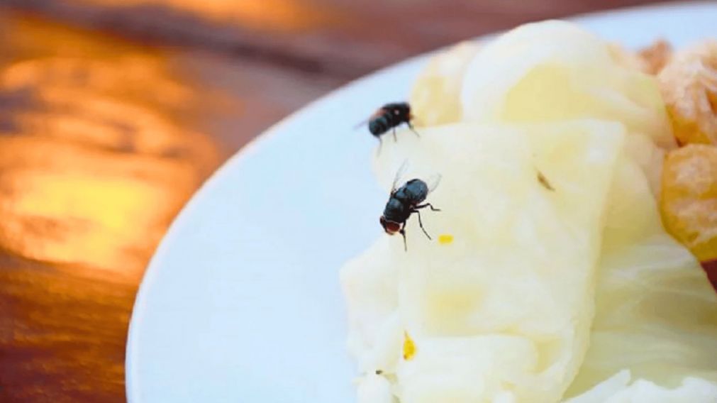 Con este truco casero, fácil y rápido de preparar, podés decirle chau a las moscas de la cocina (Imagen ilustrativa).