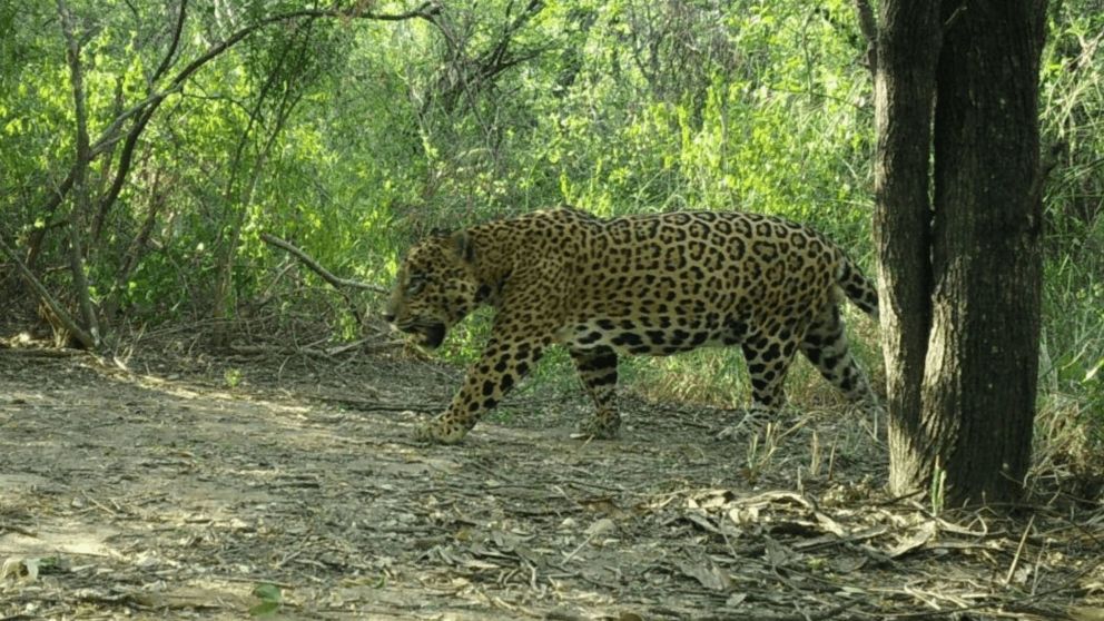 Nuevo registro de yaguareté en la región chaqueña: una buena