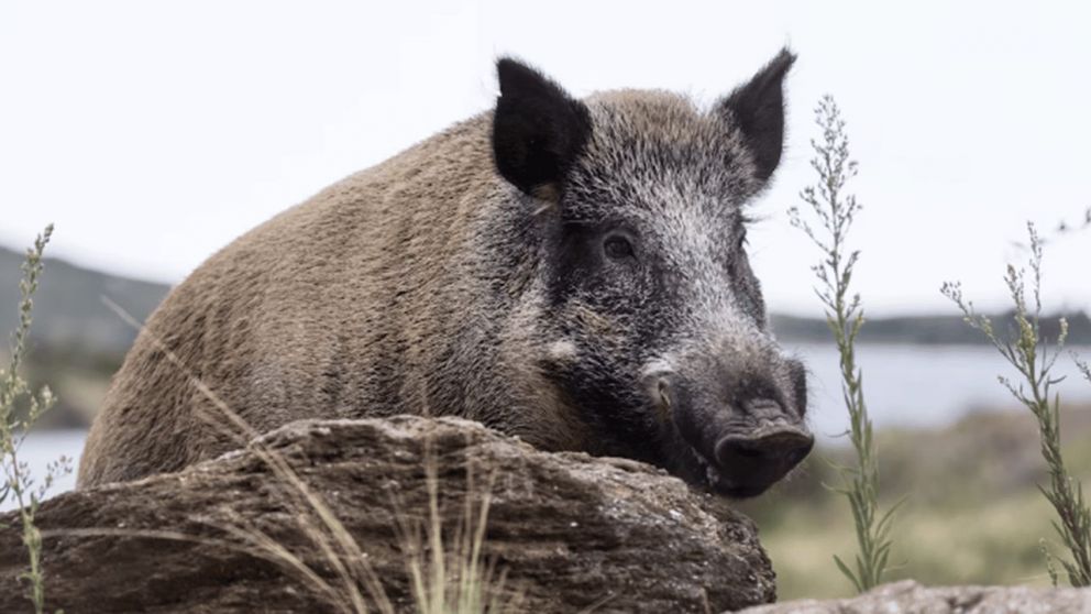El jabalí provocó la muerte de Diego Iván Cortéz