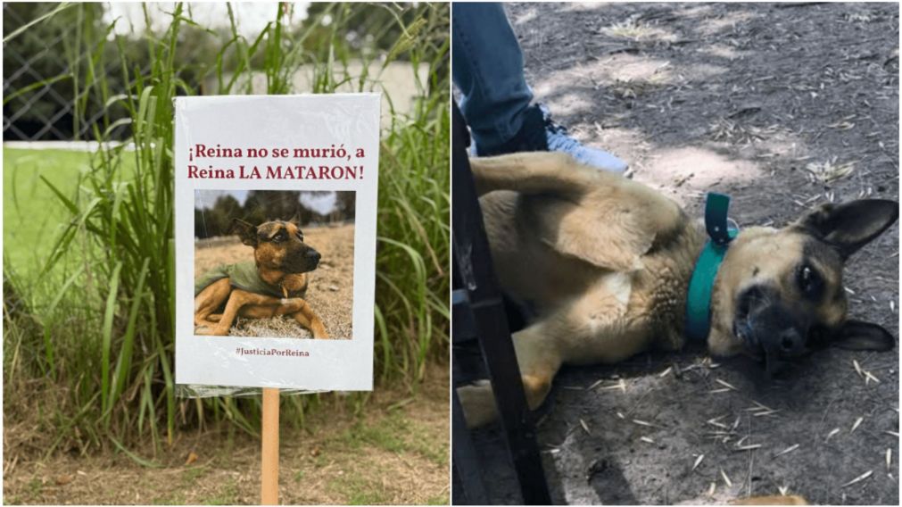 El pedido de Justicia por Reina.