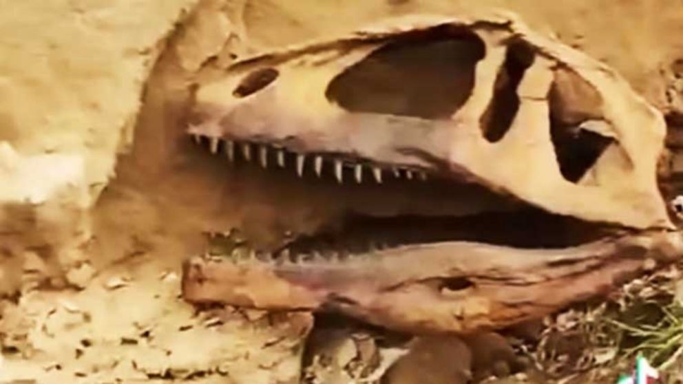 El fósil de dinosaurio que apareció en Bahía Blanca tras las inundaciones.