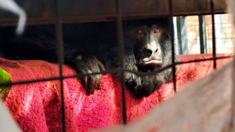 Así la policía rescató a dos monos carayá