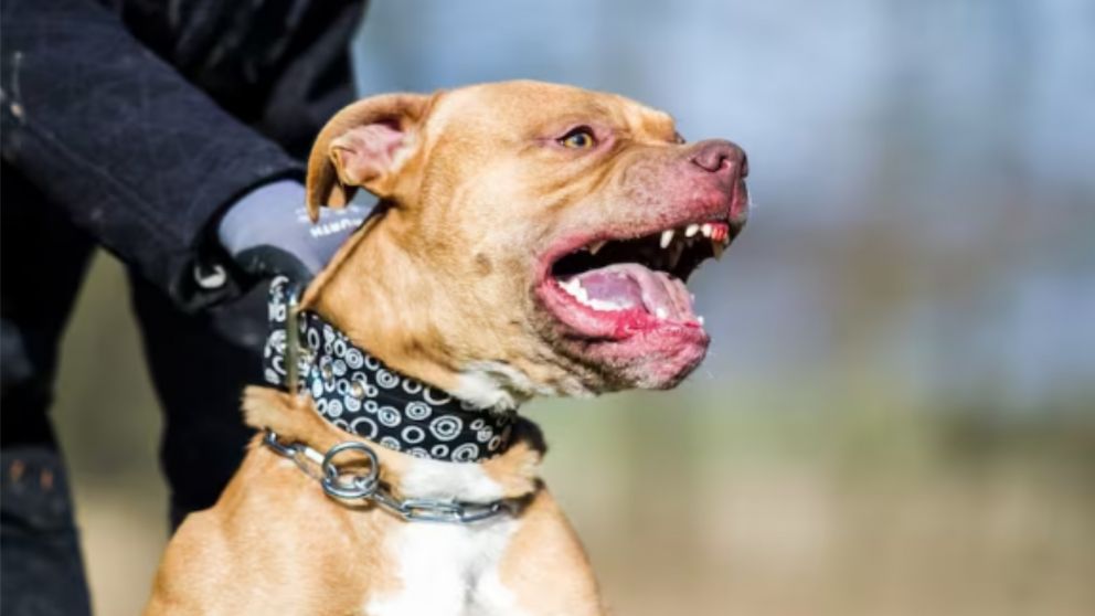 Los pitbull son considerados como una raza agresiva.