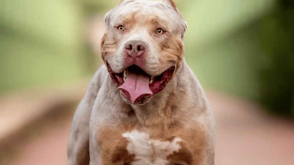 Una joven embarazada fue atacada por un pitbull en C�rdoba (Foto archivo).