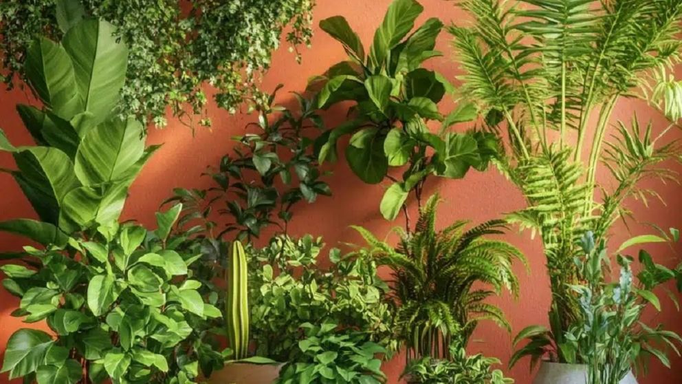 Expertos recomiendan tener esta planta en el hogar para cuidar la salud.