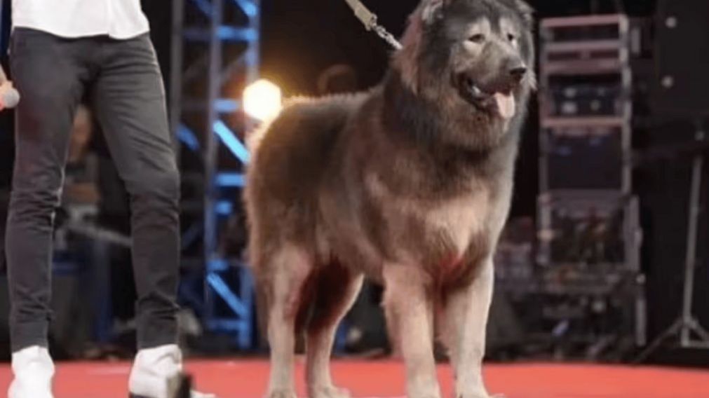 Las particularidades del perro que costó una fortuna.