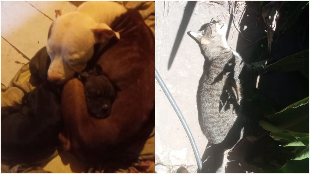 Los animales, las víctimas que murieron envenenadas.