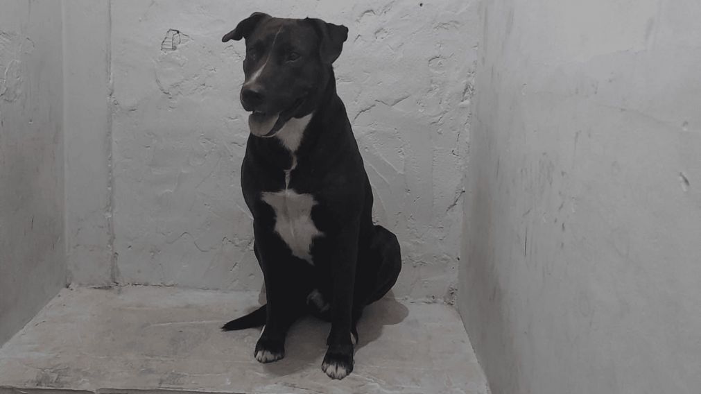 El perro fue rescatado por los vecinos y la policía se lo llevó para darlo en adopción.