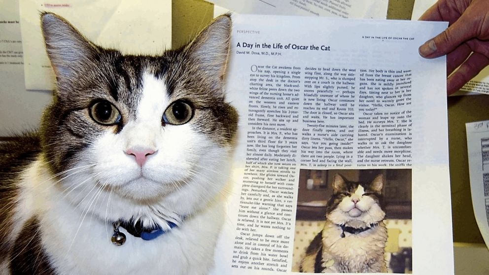 Óscar el gato, se hizo famoso por su capacidad para anticipar fallecimientos en un geriátrico.