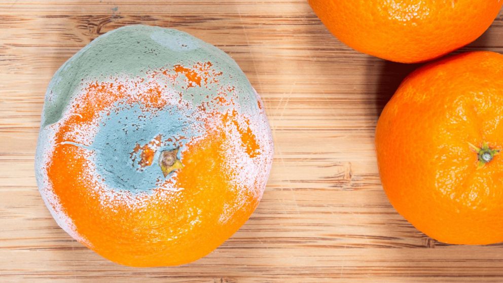Las mandarinas en mal estado sirven para luchar contra una plaga que es muy común en las casas en épocas de calor (Imagen ilustrativa).