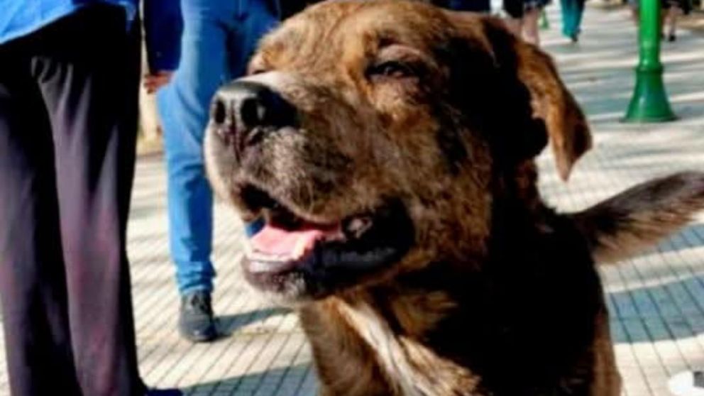 Tigre era un canino querido por todos en el barrio.