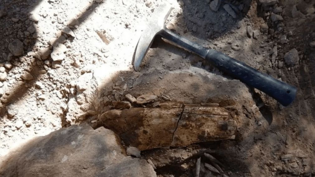 El hallazgo prehistórico tuvo lugar en la provincia de Río Negro (X).