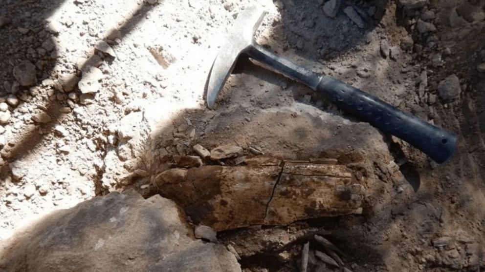 El hallazgo prehist�rico tuvo lugar en la provincia de R�o Negro (X).