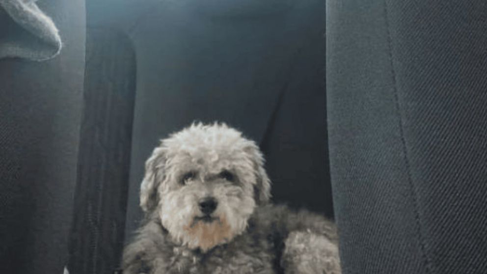 Le robaron el auto con su perro adentro, desespada búsqueda.
