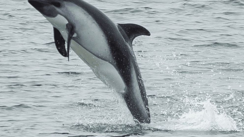 Nuevo avistaje del delf�n liso.