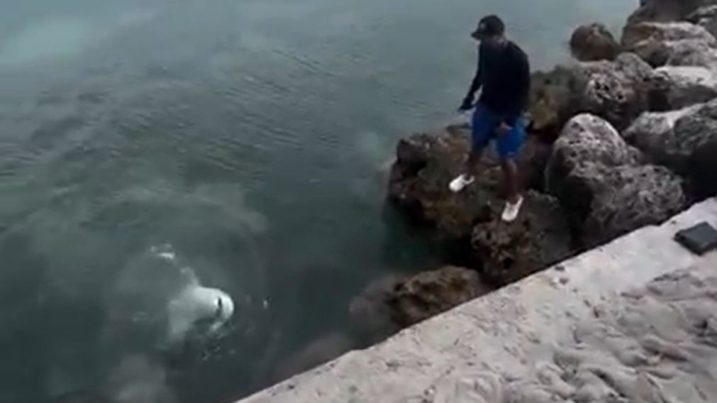 Los segundos previos a que el pescador cayera justo al lado del tiburón.