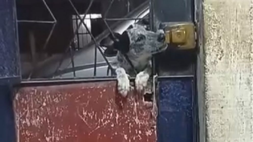 Al observar el video, descubrieron que el animal había logrado vencer el mecanismo de seguridad.