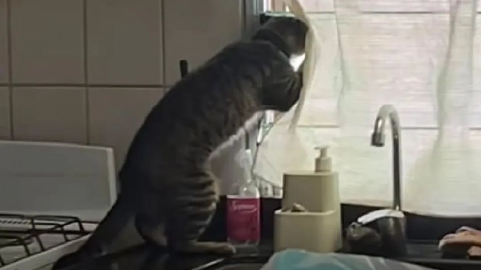 "Disimul� un poco", coment� un usuario en la publicaci�n del gato "chusma".