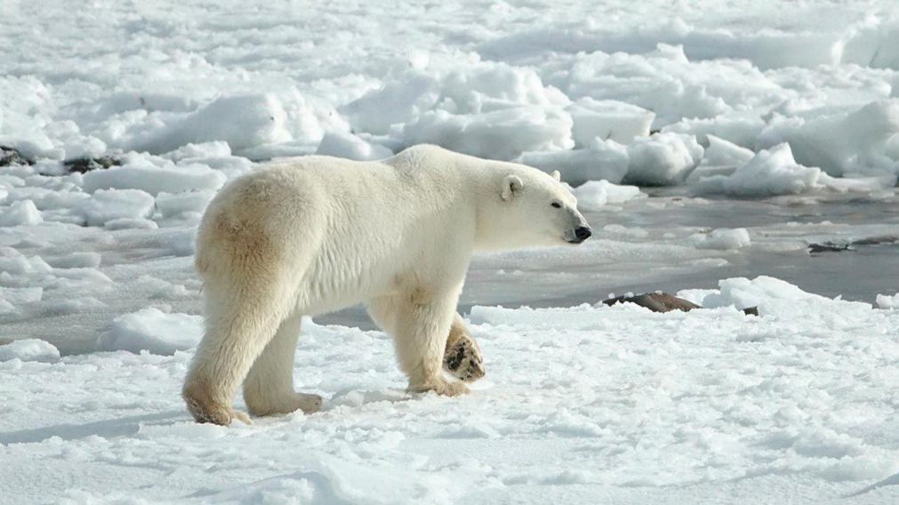 El oso polar está en peligro de extinción (Imagen ilustrativa).