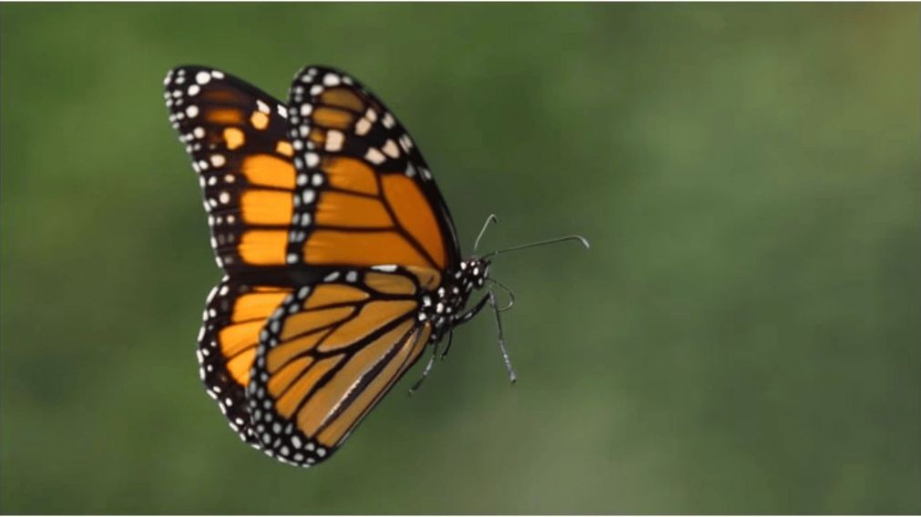 Un joven de 14 a�os falleci� tras inyectarse "jugo de mariposa" en una de sus piernas (Imagen ilustrativa/Freepik).